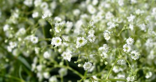 Основные работы в саду в сентябре 2025: подготовка к будущему урожаю 03 Основные работы в саду в сентябре 2025: подготовка к будущему урожаю 03