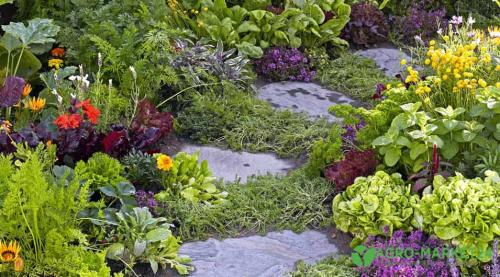 Улучшай свой огород: Секреты севооборота огородных культур 04 Улучшай свой огород: Секреты севооборота огородных культур 04