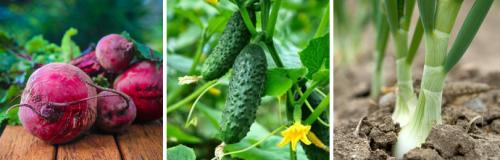 Какие растения не рекомендуется высаживать в одном севообороте. КАК ОРГАНИЗОВАТЬ ОВОЩНОЙ СЕВООБОРОТ НА ПРИУСАДЕБНОМ УЧАСТКЕ