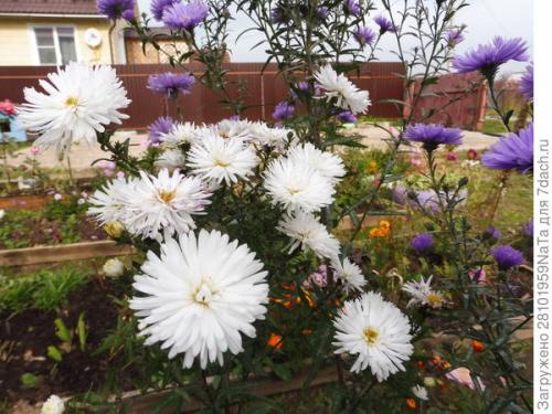 Можно ли использовать компост или навоз для удобрения грядок осенью. Листья желтые, скажите, что вам снится? Удобряем грядки навозом, торфом и перегноем