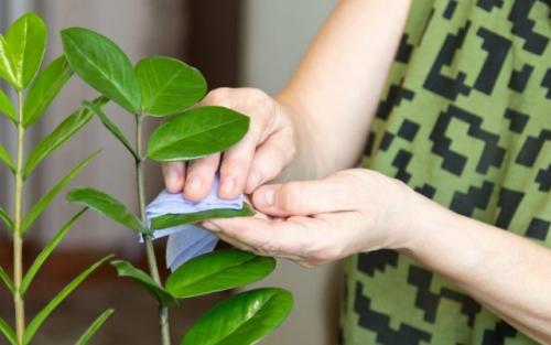 Какие растения требуют особого ухода осенью. Уход за комнатными растениями осенью, которым не нужен прохладный период покоя