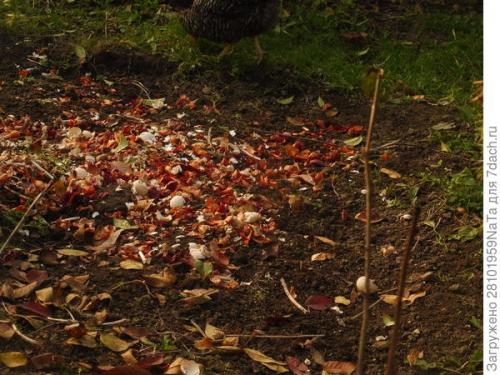 Можно ли использовать компост или навоз для удобрения грядок осенью. Листья желтые, скажите, что вам снится? Удобряем грядки навозом, торфом и перегноем