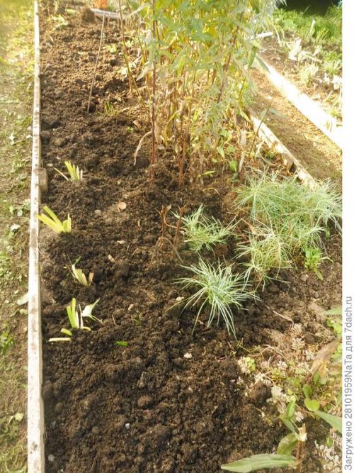 Можно ли использовать компост или навоз для удобрения грядок осенью. Листья желтые, скажите, что вам снится? Удобряем грядки навозом, торфом и перегноем