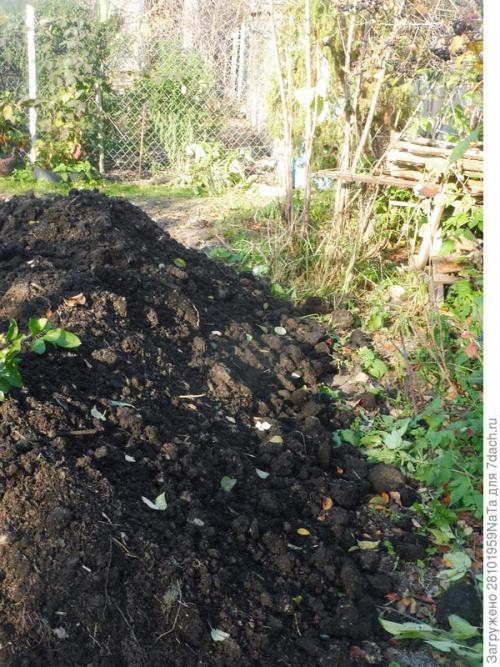 Можно ли использовать компост или навоз для удобрения грядок осенью. Листья желтые, скажите, что вам снится? Удобряем грядки навозом, торфом и перегноем