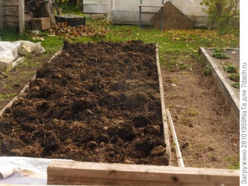 Можно ли использовать компост или навоз для удобрения грядок осенью. Листья желтые, скажите, что вам снится? Удобряем грядки навозом, торфом и перегноем