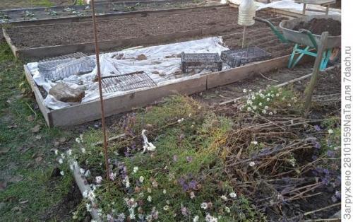 Можно ли использовать компост или навоз для удобрения грядок осенью. Листья желтые, скажите, что вам снится? Удобряем грядки навозом, торфом и перегноем