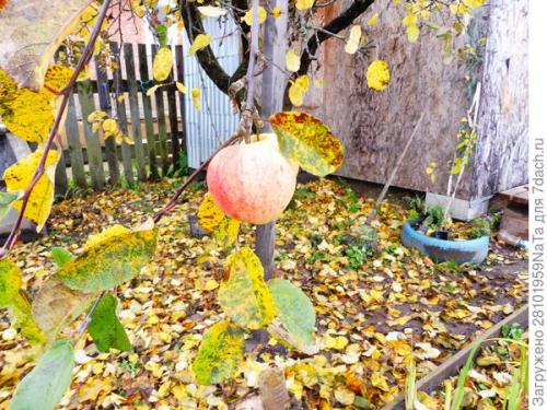 Можно ли использовать компост или навоз для удобрения грядок осенью. Листья желтые, скажите, что вам снится? Удобряем грядки навозом, торфом и перегноем