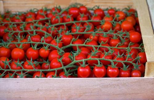 Как правильно собирать урожай, чтобы не повредить растения. Как правильно собирать урожай