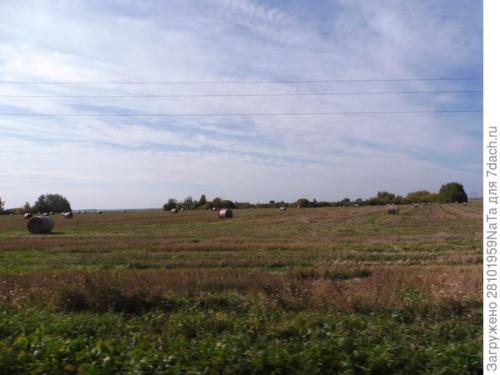 Можно ли использовать компост или навоз для удобрения грядок осенью. Листья желтые, скажите, что вам снится? Удобряем грядки навозом, торфом и перегноем