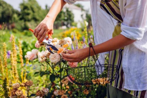 Как ухаживать за цветами в саду. Как ухаживать за многолетниками летом