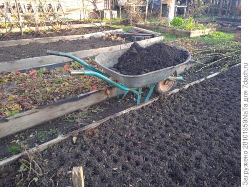 Можно ли использовать компост или навоз для удобрения грядок осенью. Листья желтые, скажите, что вам снится? Удобряем грядки навозом, торфом и перегноем