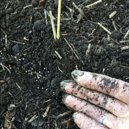 Как часто поливать посаженные семена осенью. Как высевать семена поздней осенью?