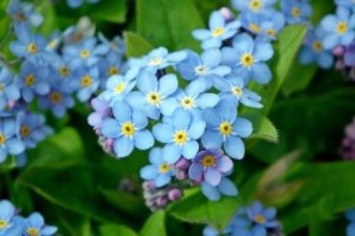 Какие основные работы необходимо провести на дачном участке осенью. Что делать в цветнике