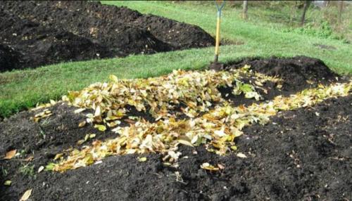 Какие культуры лучше всего сажать на подготовленные с осени грядки. Алгоритм осенней подготовки грядки