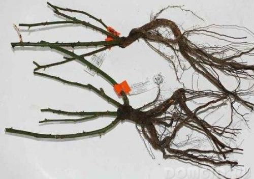 Что можно посеять и посадить в огороде осенью. Как посадить укроп и петрушку на зиму 11