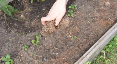 Что можно посеять и посадить в огороде осенью. Как посадить укроп и петрушку на зиму 03