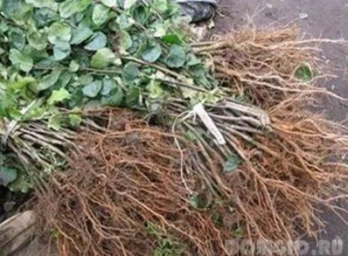 Что можно посеять и посадить в огороде осенью. Как посадить укроп и петрушку на зиму 10