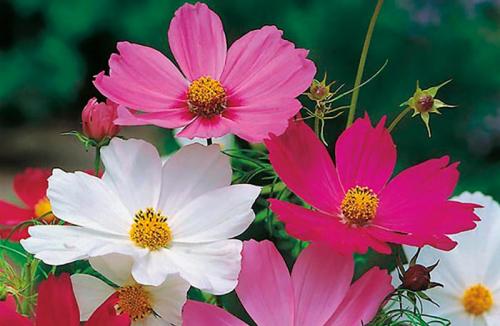 Цветы высокие уличные. Высокие цветы для сада (80 фото) – названия с описанием