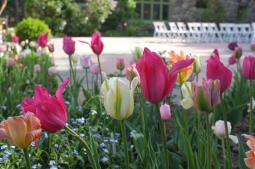 50 лучших цветов для дачи в 2023 году. Обзор многолетних видов