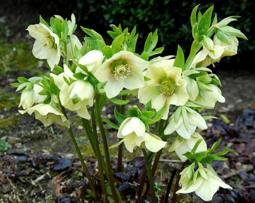 Необычные многолетние цветы для сада. Многолетние цветы (120 фото) – каталог цветов для дачи и сада с названиями и описанием