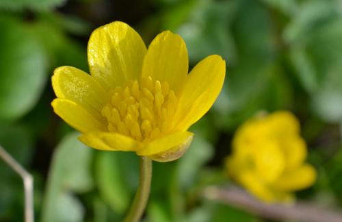 Необычные многолетние цветы для сада. Многолетние цветы (120 фото) – каталог цветов для дачи и сада с названиями и описанием