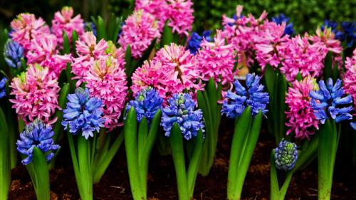 Необычные многолетние цветы для сада. Многолетние цветы (120 фото) – каталог цветов для дачи и сада с названиями и описанием