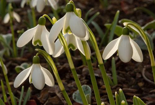 Необычные многолетние цветы для сада. Многолетние цветы (120 фото) – каталог цветов для дачи и сада с названиями и описанием