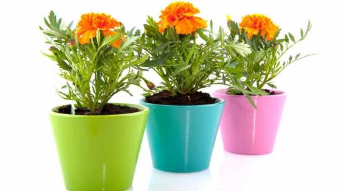 20 цветов которые можно посеять под зиму. Примерный список однолетников и советы по их посеву 02