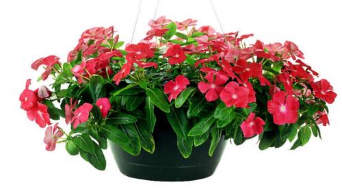 20 цветов которые можно посеять под зиму. Примерный список однолетников и советы по их посеву 03