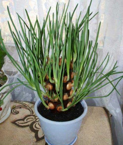 Что можно посадить в ноябре дома. Зеленый лук