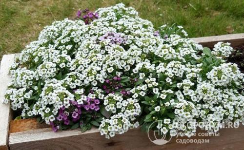 20 цветов которые можно посеять под зиму. Примерный список однолетников и советы по их посеву