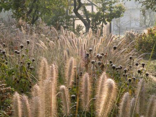 Многолетники, которые нельзя обрезать на зиму. Многолетники, которые не нуждаются в зимней обрезке