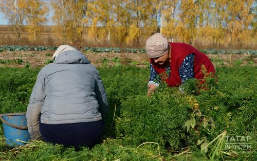 Почему октябрь считается важным месяцем для садоводов и огородников. Колонка садовода: работа на участке в октябре
