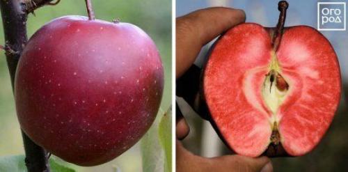 Яблоко с красными прожилками. Яблоки с красной мякотью –, что это за сорта и чем они лучше обычных