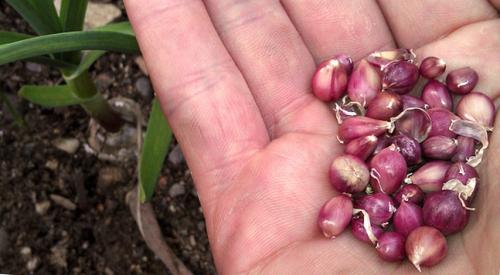 Способы посадки чеснока