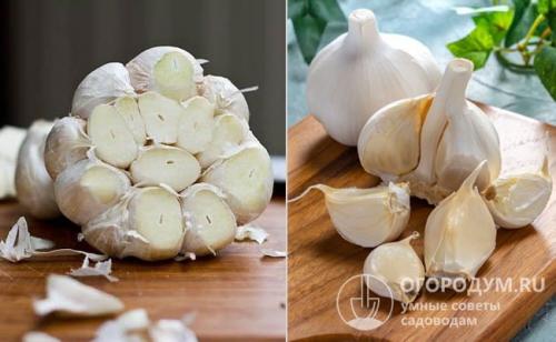 Тонкости посадки чеснока под зиму зубками. Как сажать чеснок под зиму