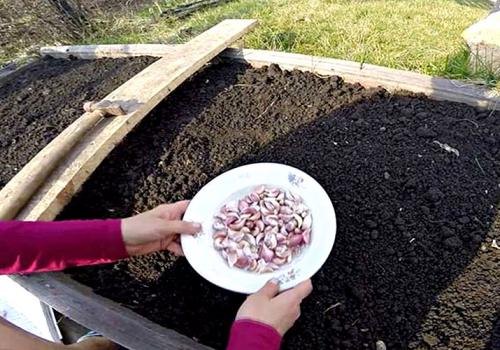 Посадка чеснока весной в открытый грунт. Посадка чеснока на головку весной в открытый грунт