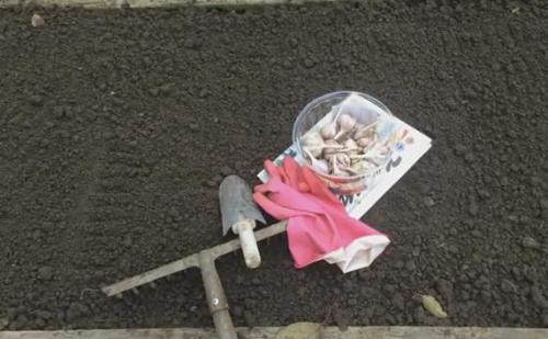 Посадка чеснока осенью 2021. Когда и как сажать чеснок под зиму осенью в 2021 году