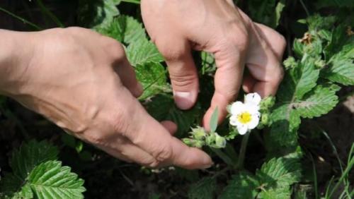 Как бороться с муравьями на даче и в саду. Польза и вред муравьёв