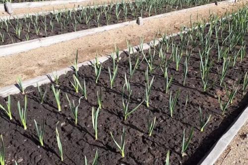 Когда сажать чеснок под зиму в 2022 году осенью. Как правильно сажать чеснок под зиму, чтобы он был крупным 04 Когда сажать чеснок под зиму в 2022 году осенью. Как правильно сажать чеснок под зиму, чтобы он был крупным 04