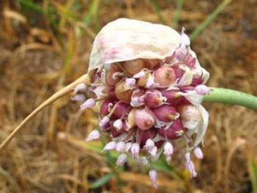 Когда сажать озимый чеснок весной. Как правильно посадить озимый чеснок осенью