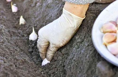 Когда сажать чеснок под зиму в 2022 году осенью. Как правильно сажать чеснок под зиму, чтобы он был крупным 03 Когда сажать чеснок под зиму в 2022 году осенью. Как правильно сажать чеснок под зиму, чтобы он был крупным 03