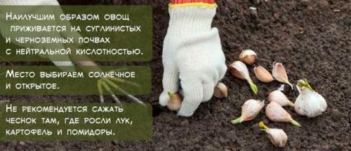 Можно ли сажать озимый чеснок весной. Как правильно посадить чеснок весной, чтобы был крупный