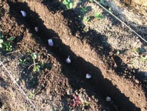 Когда сажать озимый чеснок весной. Как правильно посадить озимый чеснок осенью