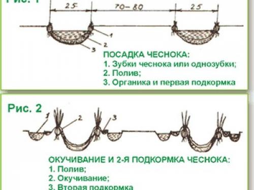 Когда сажать озимый чеснок весной. Как правильно посадить озимый чеснок осенью