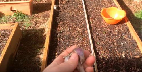 Можно ли сажать озимый чеснок весной. Как правильно посадить чеснок весной, чтобы был крупный