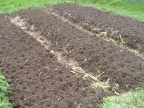 Когда сажать озимый чеснок весной. Как правильно посадить озимый чеснок осенью