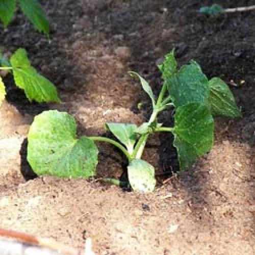 Какие растения можно использовать в качестве предшественников для кабачков. После чего высаживают кабачки в открытом грунте