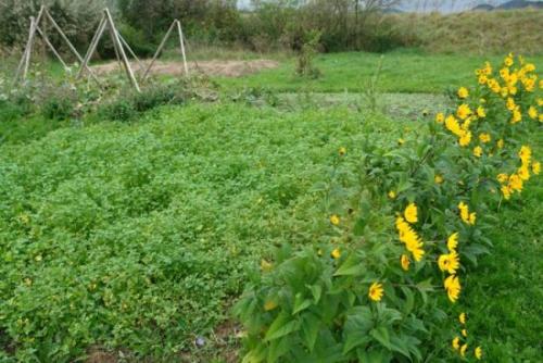 Какие растения можно использовать в качестве предшественников для кабачков. После чего высаживают кабачки в открытом грунте