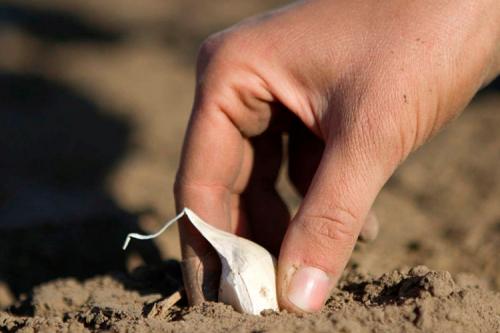 Посадка чеснока осенью. Правильно сажаем чеснок осенью